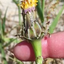 Reichardia gaditana (Willk.) Cout.Reichardia gaditana (Willk.) Cout.