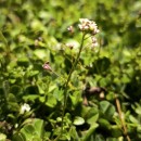 Capsella bursa-pastoris (L.) Medik.Capsella bursa-pastoris (L.) Medik.