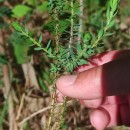 Genista berberidea LangeGenista berberidea Lange