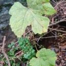 Vitis labrusca L.Vitis labrusca L.