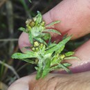 Gnaphalium uliginosum L.Gnaphalium uliginosum L.