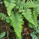 Polypodium interjectum ShivasPolypodium interjectum Shivas