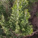 Erica arborea L.Erica arborea L.