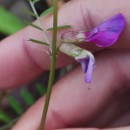 Vicia sativa L. subsp. nigra Ehrh.Vicia sativa L. subsp. nigra Ehrh.