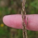 Agrostis canina L.Agrostis canina L.