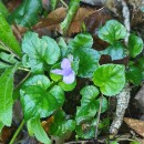 Viola riviniana Reichenb.Viola riviniana Reichenb.