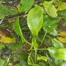Potamogeton polygonifolius Pourr.Potamogeton polygonifolius Pourr.