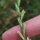 Lolium x boucheanum KunthLolium x boucheanum Kunth