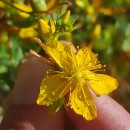 Hypericum perforatum L. subsp. perforatumHypericum perforatum L. subsp. perforatum