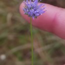 Jasione montana L.Jasione montana L.