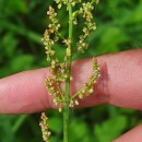 Rumex acetosa L. subsp. acetosaRumex acetosa L. subsp. acetosa