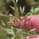Festuca arundinacea  Schreb.Festuca arundinacea  Schreb.
