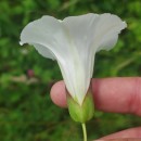 Calystegia silvatica (Kit.) Griseb.Calystegia silvatica (Kit.) Griseb.