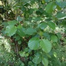Alnus glutinosa (L.) Gaertn.Alnus glutinosa (L.) Gaertn.