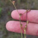 Juncus bulbosus L.Juncus bulbosus L.