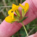 Lotus corniculatus L.Lotus corniculatus L.