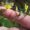 Lapsana communis L.Lapsana communis L.