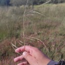 Deschampsia cespitosa (L.) P.Beauv.Deschampsia cespitosa (L.) P.Beauv.