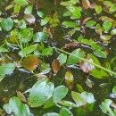 Potamogeton polygonifolius Pourr.Potamogeton polygonifolius Pourr.