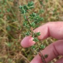 Genista berberidea LangeGenista berberidea Lange