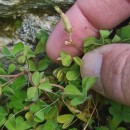 Oxalis corniculata L.Oxalis corniculata L.