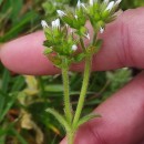 Cerastium glomeratum Thuill.Cerastium glomeratum Thuill.