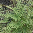 Osmunda regalis L.Osmunda regalis L.