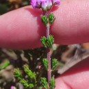 Erica umbellata L.Erica umbellata L.