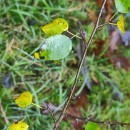 Pyrus cordata Desv.Pyrus cordata Desv.