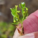 Montia fontana  L.Montia fontana  L.