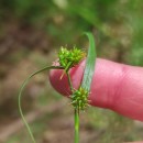 Carex demissa Hornem.Carex demissa Hornem.