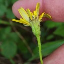 Leontodon longirostris (Finch & P.D.Sell) TalaveraLeontodon longirostris (Finch & P.D.Sell) Talavera