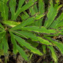 Helleborus viridis  L.Helleborus viridis  L.