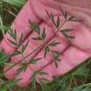 Silphiodaucus prutenicus (L.) Spalik, Wojew., Banasiak, Piwczyñski & Reduron subsp. dufourianus (Rouy & E.G.Camus) ReduronSilphiodaucus prutenicus (L.) Spalik, Wojew., Banasiak, Piwczyñski & Reduron subsp. dufourianus (Rouy & E.G.Camus) Reduron