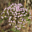 Centranthus calcitrapa  ( L.) Dufr.Centranthus calcitrapae ( L.) Dufr.