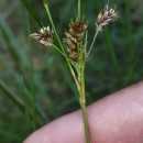 Luzula multiflora (Ehrh.) Lej.Luzula multiflora (Ehrh.) Lej.