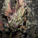 Phalaris arundinacea  L.Phalaris arundinacea  L.