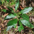 Laurus nobilis L.Laurus nobilis L.