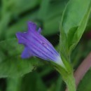 Echium rosulatum LangeEchium rosulatum Lange