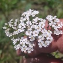 Achillea millefolium L.Achillea millefolium L.