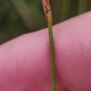 Eleocharis multicaulis (Sm.) Desv.Eleocharis multicaulis (Sm.) Desv.