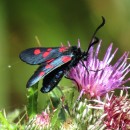 Zygaena trifolii (Esper, 1783)Zygaena trifolii (Esper, 1783)