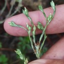 Logfia minima (Sm.) Dumort.Logfia minima (Sm.) Dumort.