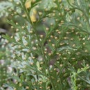 Davallia canariensis (L.) Sm.Davallia canariensis (L.) Sm.