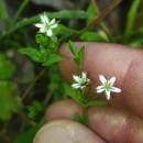 Stellaria alsine GrimmStellaria alsine Grimm