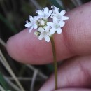 Valeriana dioica L.Valeriana dioica L.