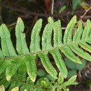 Polypodium interjectum ShivasPolypodium interjectum Shivas