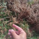 Digitaria sanguinalis (L.) Scop.Digitaria sanguinalis (L.) Scop.