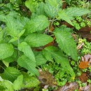 Scrophularia herminii Hoffmanns. & LinkScrophularia herminii Hoffmanns. & Link