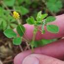 Medicago lupulina L.Medicago lupulina L.